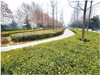 鄭州首次為海綿城市建設“立規矩” 道路綠化應盡量選擇鄉土樹種