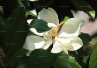 農林22條措施推出 歡迎臺胞臺企來大陸投資花卉產業