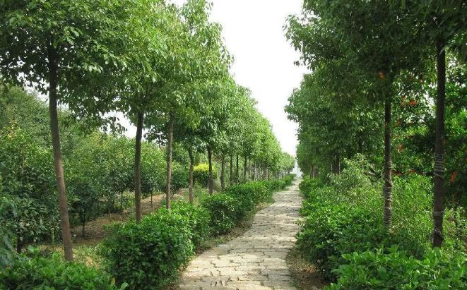 立秋后，湖北園林綠化苗木養(yǎng)護(hù)注意事項有哪些？