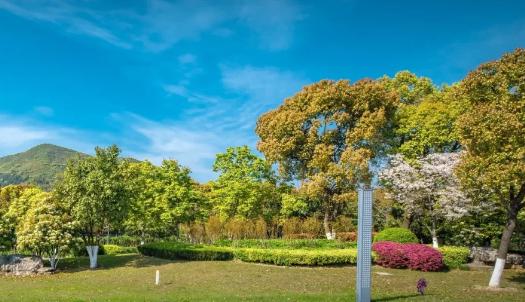 綠化工程選苗五大要訣，你知道嗎？