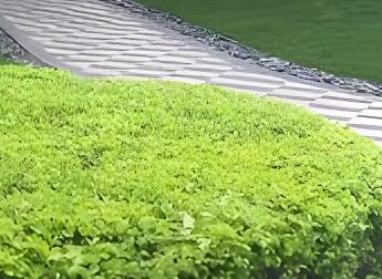 冬季灌木養護：分常綠 / 落葉，兼顧修剪與防寒