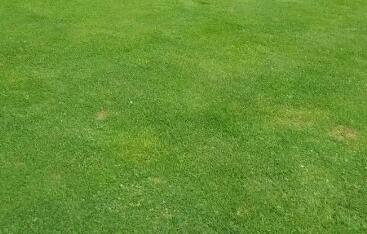 冬季草坪養護：保綠防枯，控水肥防結冰